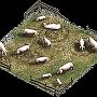 Schweinefeld